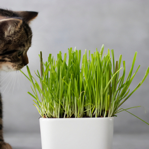 知っておきたい！栽培は種からでも苗からでも簡単な猫草の育て方