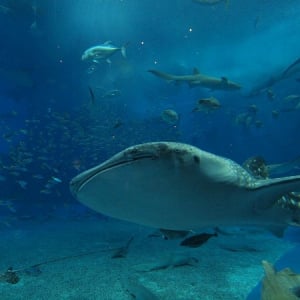 ゴールデンウィークのお出かけ先におすすめ！「動物園・水族館ランキング TOP20」