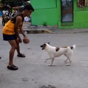偶然？覚えた？飼い主さんがバスケットボールでドリブルをするのを見ていた愛犬。ボールを高く弾ませてもらうと・・なんとビックリ！！【動画】