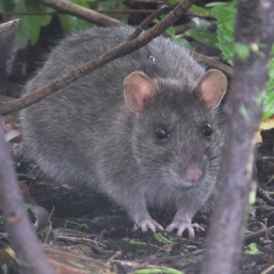 人間には聞こえない声で笑う身近な動物とは？