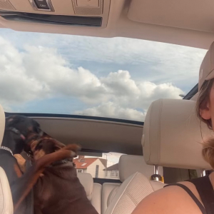 車内でじゃれあっていたところ、おとなしくするよう注意された愛犬たち。するとこの子たちは、人間の子どものような反応を見せました！【海外・動画】