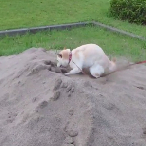 砂場で「ヒャッハー！」と興奮する柴犬、突然我に返る姿が面白い！
