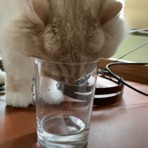 グラスの中の水が飲みたいモフモフ毛並みの猫。ほとんど入っていない水をどう飲むのかと思いきや、その飲んでいる姿にビックリ！【海外・動画】