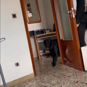 家の中でかくれんぼをして遊ぶ犬。ドアの裏に隠れている女性を見つけることができるかな？？【海外・動画】