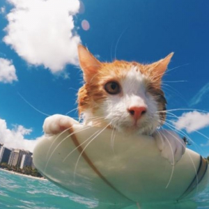 片目がなくなった猫、元気になってハワイでサーフィンを楽しむ