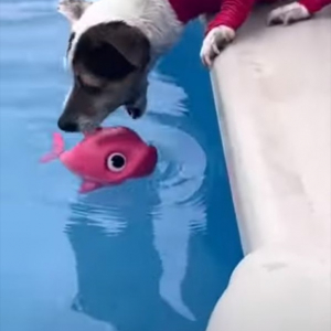 プールに浮かんでいるオモチャが取れそうで取れない・・・。そこで犬が最終的にとった手段とは！？