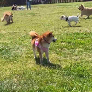 ドッグランで犬見知りを発動しちゃって孤立・・・「うちの子と一緒だワン」と共感の声