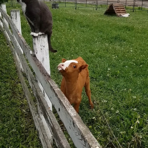 生まれたばかりの子牛は柵に腰掛ける猫の・・シッポが気になるみたい。じっと見つめていたと思ったらビックリする行動に出ました！【海外・動画】