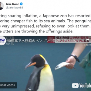 “物価高からアジの代替となったエサのサバを拒否する日本のペンギン”が海外でちょっとした話題 「ウチの息子のリアクションみたい」「苦しむのはいつも弱者」