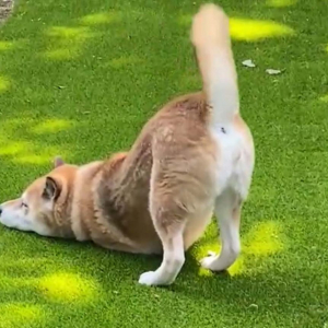 柴犬が朝ヨガする動画「気持ちいいポーズが可愛すぎです」「しっぽピーン＆フリフリ」