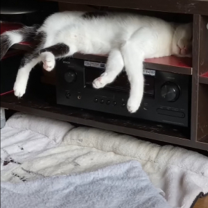 TVボードに潜り込んで昼寝をしている猫。夢の中で駆け回っているのか、急に足をバタバタし始めたかと思うと・・【海外・動画】