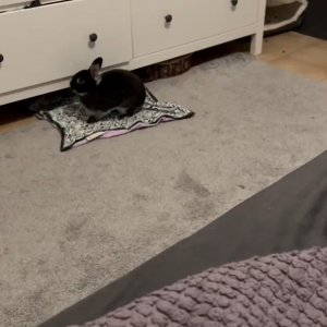 床に敷かれたタオルの上でくつろぐウサギ。ベッドの上に移動したいみたいですが・・、その驚異のジャンプ力にビックリ！【アメリカ・動画】