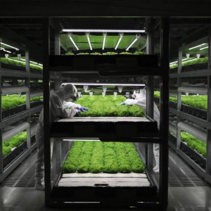スマート工場でサステナブル野菜を生産するスプレッド、シリーズAで40億円調達