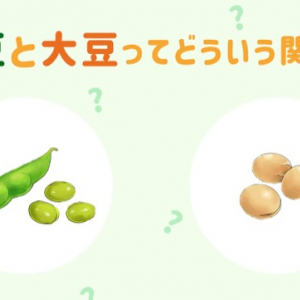 ［枝豆と大豆の違い］見た目は異なるけど栄養や種類は？
