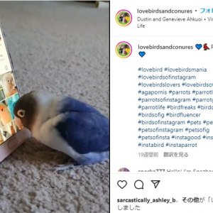 Instagramに夢中なラブバード 「鳥用のデートアプリかと思った」「世界一可愛い投稿」