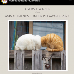 2022年度のコメディーペット写真賞総合優勝は日本人の猫写真家