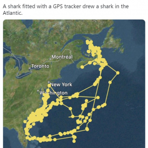 GPSトラッカーを装着したサメが自画像を描いてしまった!? 「サメじゃなくてアリエル」「なんでも可視化したがるのね」