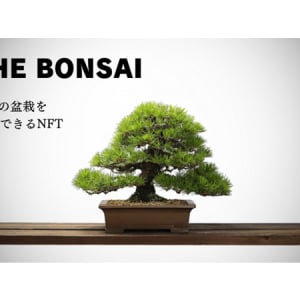 だれでも高級盆栽のオーナーになれる！“支援型”NFTプロジェクト「THE BONSAI」