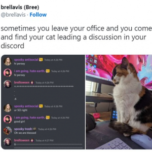 オフィスに戻ったら愛猫がDiscordに参加していた 「猫だって色々と言いたいことがあるんだよ」「私もパーシーとチャットしたい」
