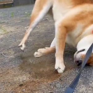 柴犬が“地面ホリホリ”を楽しみすぎて激突する動画「回転アタック！」