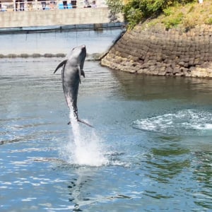 無料でイルカショーを見られる水族館に行ってきた