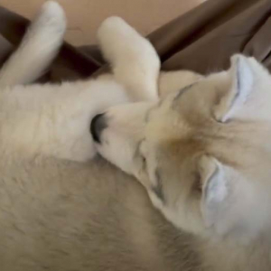 ハスキーの子犬が猫のように甘える動画