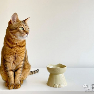 猫ちゃんがラクに食べられる高さで吐き戻しを軽減！ 美濃焼の陶器製猫用うつわ『国産フードボウルnnma』をおためし