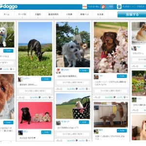 犬好きのためのSNS「ドッグゴー」がオープン！カワイイ写真で全国の飼い主と交流