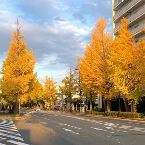 今年の紅葉はどこで見よう？素敵なロケーションやイベントが魅力的な、都内5カ所の“イチョウスポット”をご紹介