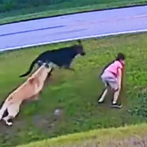 犬に襲われた子どもを犬が助ける動画がヒーローすぎて泣ける