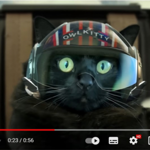 猫がパイロットになった『トップガン マーヴェリック』のパロディ動画 「こんなに楽しい動画は他にない」「何度観ても大笑い」