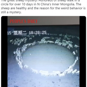 中国で撮影された羊の群れの謎動画 「10日以上も回り続けてるって？」「エイリアンの仕業」