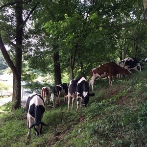 【知られざる神戸の旅】 神戸市内にある牧場！ 自家製の牛乳とチーズを併設レストランで味わう