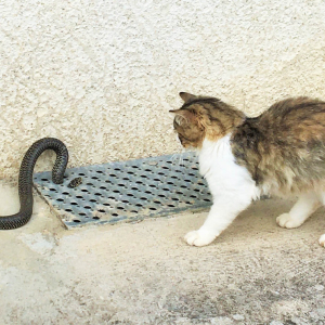 猫がヘビを捕まえる→ くわえて飼い主の家に持ってきた動画がヤバイ