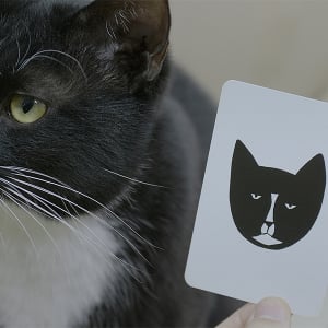 住処を奪われた猫に社会を見る。『猫たちのアパートメント』