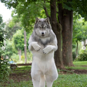 日本の特殊造型スタジオが制作したリアルすぎる狼の着ぐるみが海外で話題 「ハンターに撃たれるリスクがあるね」「二本足で立ったらダメでしょ」