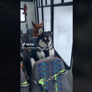 犬専用バスの動画がアメリカで話題 「可愛すぎるでしょ」「幸せそうなワンコたち」