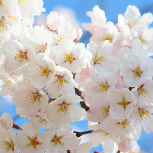 自然の成分た～っぷり配合の大人気ボディークリームが再登場！“桜とチェリーの香り”で至福の時間を過ごさない？