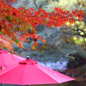 加賀・山中温泉の旅。紅葉の鶴仙渓に芭蕉ゆかりの「菊の湯」へ