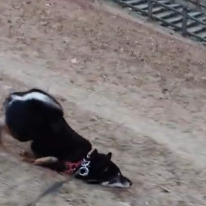 柴犬が芝刈り機のモノマネをする動画「めっちゃ斬新な歩き方」
