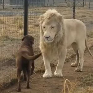 犬と対峙したホワイトライオンのまさかの行動とは？とっても胸キュンな行動に人類もメロメロに
