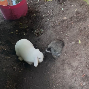 穴掘りに夢中なウサギは周りなんて見えません！後ろにお友達がいるだなんて気付いてもいなかったので・・【海外・動画】