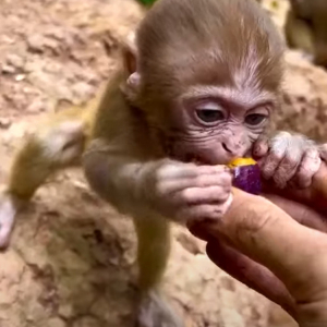 一生懸命もぐもぐと・・。サルの赤ちゃんは差し出された果実を一生懸命かぶりついています！！【海外・動画】