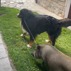 ホテルの敷地内を仲良く散歩中の犬とブタ。よく見ればブタのことをリードしているのって・・【海外・動画】