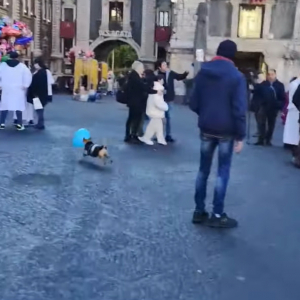 この広場で今一番笑顔を運んでいるエンターテイナーはきっとこの子！風船をゲットした犬が広場をめいっぱい駆けて遊んでいます！！