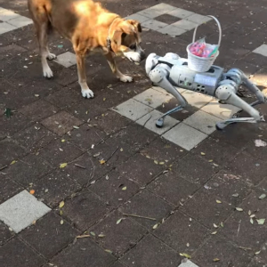 愛犬は最新ロボットにビックリ！！相手のことが気になって仕方ないようで、吠えながらどこまでも追跡します！！【海外・動画】