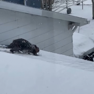 雪が積もったその日、屋根の上にいたのは・・カナダのシンボルとして知られる『あの動物』でした！！【海外・動画】