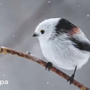 癒されたい人は要チェック！「北海道かわいい動物チャンネル」を見れば全てのストレスは消える！（雑学言宇蔵の動物雑学）