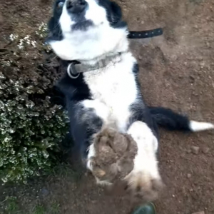 足の裏も真っ黒にして穴掘りを楽しんだボーダーコリー。ただし、飼い主さんはこの後が大変そうです。掘った土で大変なことが起きていたのです・・