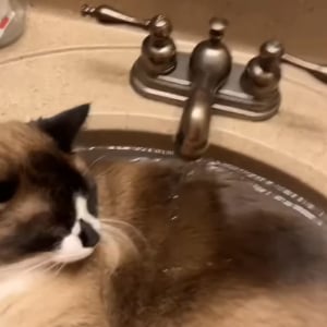 「ここは譲らニャい！」洗面台に入り込んだ猫はその場所を動きません。そう、たとえ蛇口から水を出されてもです！！【アメリカ・動画】